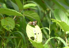 Notocrypta paralysos