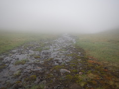 Deschampsia cespitosa glauca