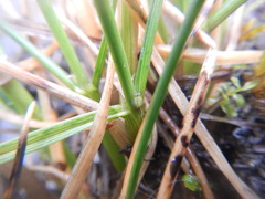 Deschampsia cespitosa glauca