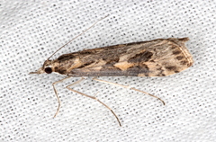 Nomophila corticalis