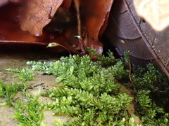 Rhynchostegium murale