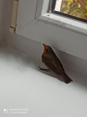 Erithacus rubecula