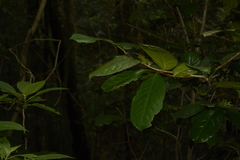 Drypetes oblongifolia