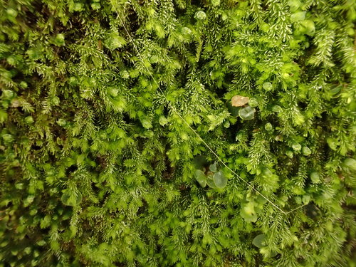 Blepharostomataceae