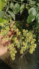 Ventilago denticulata