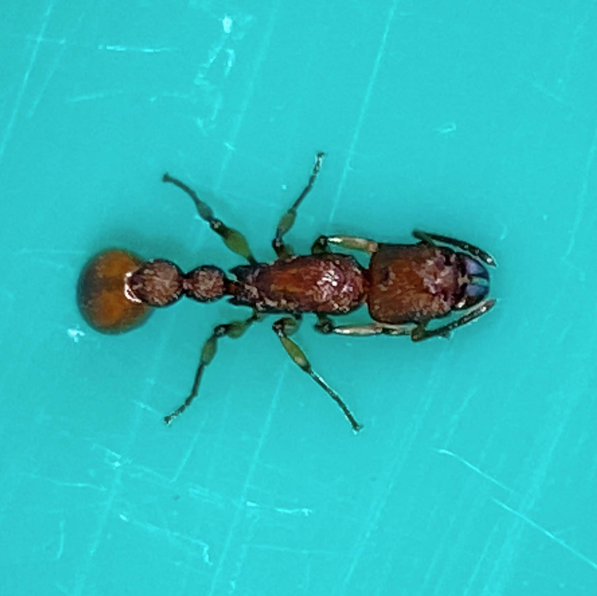 Paratopula macta