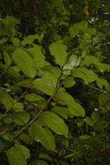 Drypetes oblongifolia