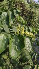 Ventilago denticulata