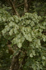 Dalbergia latifolia
