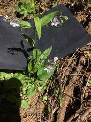 Veronica grosseserrata