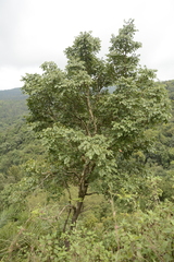 Dalbergia latifolia