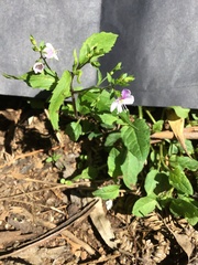 Veronica grosseserrata