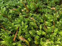 Rhynchostegium murale