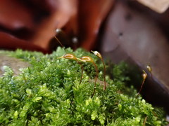 Rhynchostegium murale