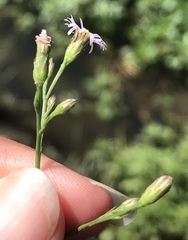 Symphyotrichum subulatum