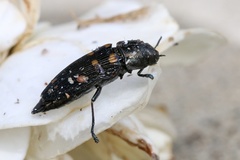 Prospheres aurantiopicta