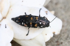 Prospheres aurantiopicta