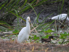 Bubulcus ibis