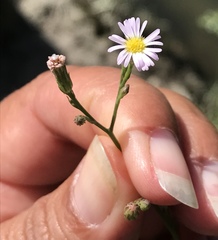 Symphyotrichum subulatum