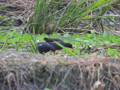 Gallinula chloropus
