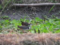 Amaurornis phoenicurus