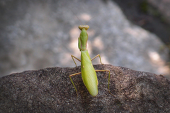 Hierodula patellifera patellifera