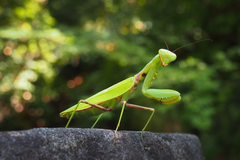 Hierodula patellifera patellifera