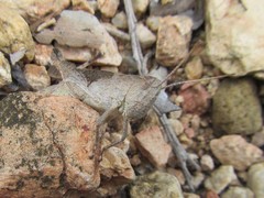 Peakesia coeruleipes