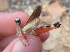 Peakesia coeruleipes