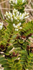 Veronica canterburiensis