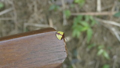 Paraselenis aulica