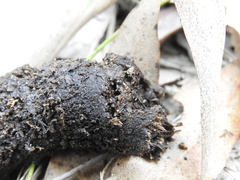 Tachyglossus aculeatus