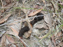 Tachyglossus aculeatus