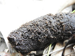 Tachyglossus aculeatus