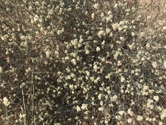 Eriogonum