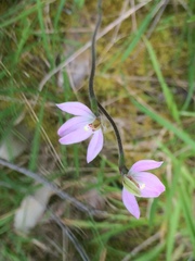 Caladenia catenata