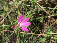 Caladenia catenata