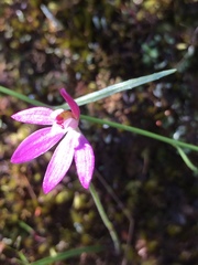 Caladenia catenata