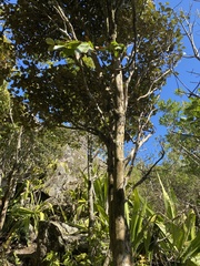 Magnoliopsida