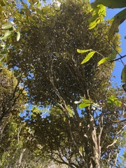 Magnoliopsida