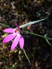 Caladenia catenata