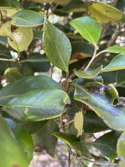Magnoliopsida