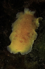 Jorunna tomentosa