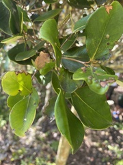 Magnoliopsida
