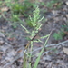 Beaked Panicgrass - Photo (c) Cosmic Cat, some rights reserved (CC BY-NC), uploaded by Cosmic Cat