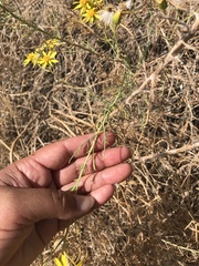Senecio flaccidus douglasii
