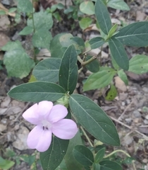 Barleria cristata