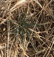 Erysimum capitatum angustatum