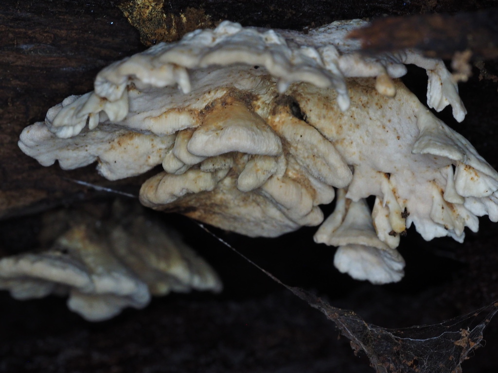 Ryvardenia campyla from West Coast TAS 7321, Australia on November 13