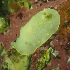 Cadlina laevis